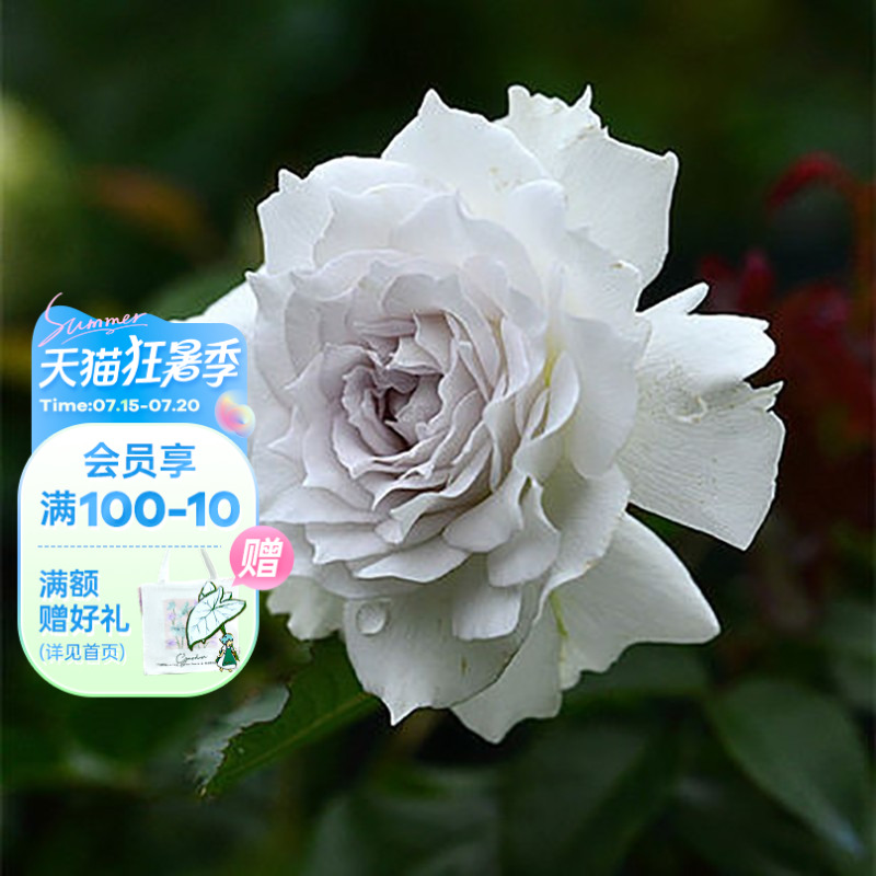 海蒂的花园百利天使灌木月季浓香
