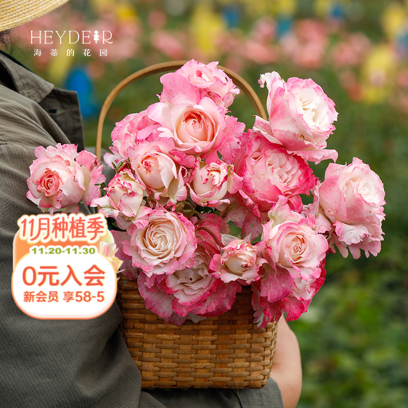 丰花直立灌木月季可做切花