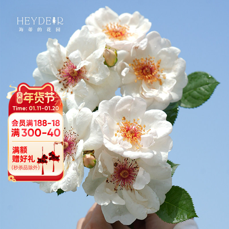 海蒂的花园旗舰店杰奎琳杜普蕾灌木月季丰花花卉植物阳台盆栽苗,鲜花速递/花卉仿真/绿植园艺,月季/蔷薇/玫瑰,淘宝优惠券,粉丝福利购,淘宝优惠卷