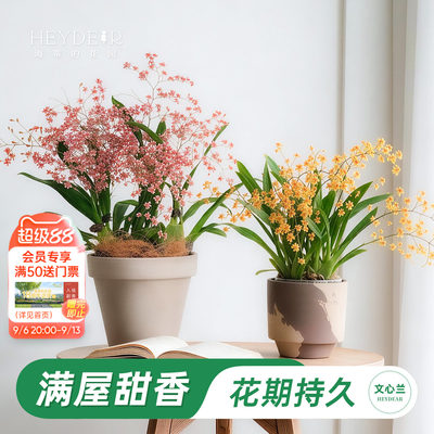 梦香文心兰室内开花香气四溢
