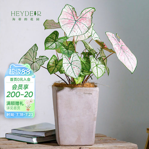 彩叶芋办公室桌面观叶植物