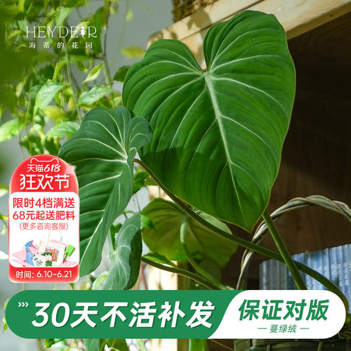 新晋网红绿植办公桌叶植物