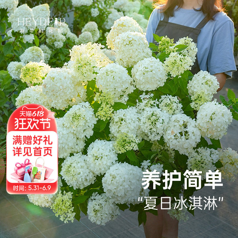 海蒂的花园旗舰店圆锥绣球香草草莓石灰灯棒棒糖大苗盆栽花卉植物