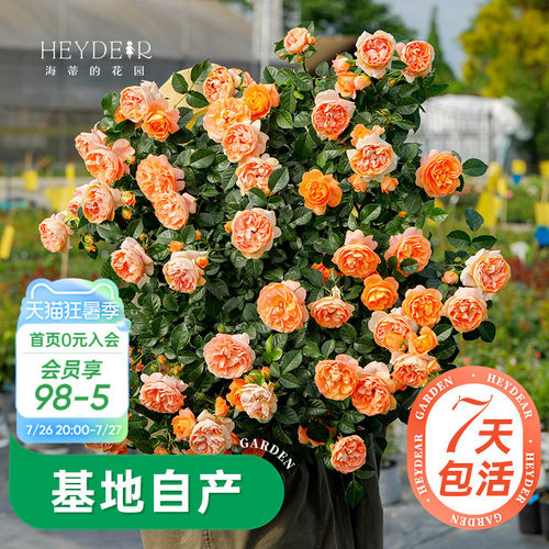 海蒂的花园月季多季开花带苞发货