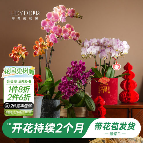 【品牌保障】A级蝴蝶兰带花发货