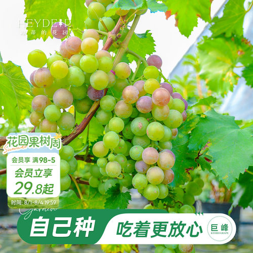 海妈家巨峰葡萄当年可结果