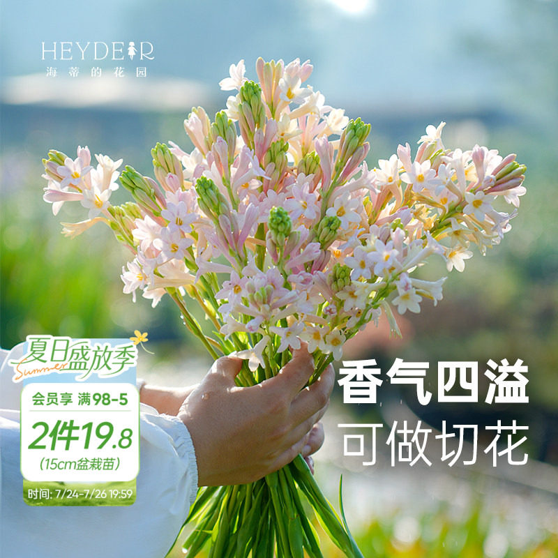 海蒂的花园 晚香玉夜来香月下香庭院露台室外阳台花卉植物盆栽苗 - 实物图