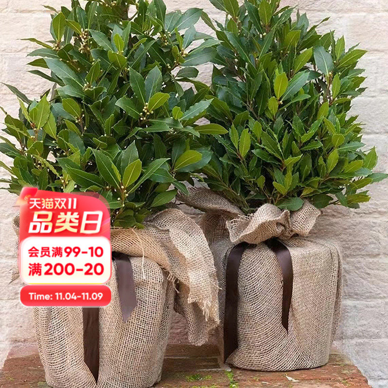 海蒂的花园月桂树苗好养香叶