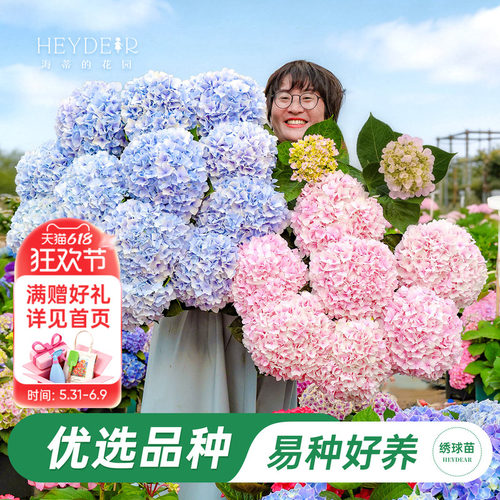 海妈家新品大花绣球上架
