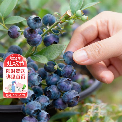 海蒂的花园旗舰店蓝莓树果苗北方可种绿植庭院盆栽蓝莓树果苗阳台