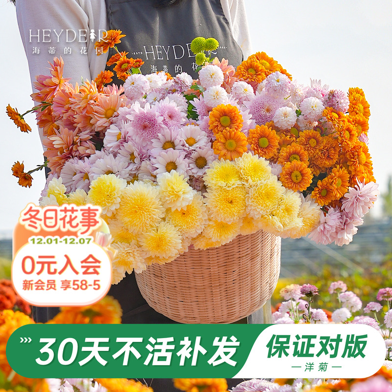 洋菊盆栽花苗易养易爆花