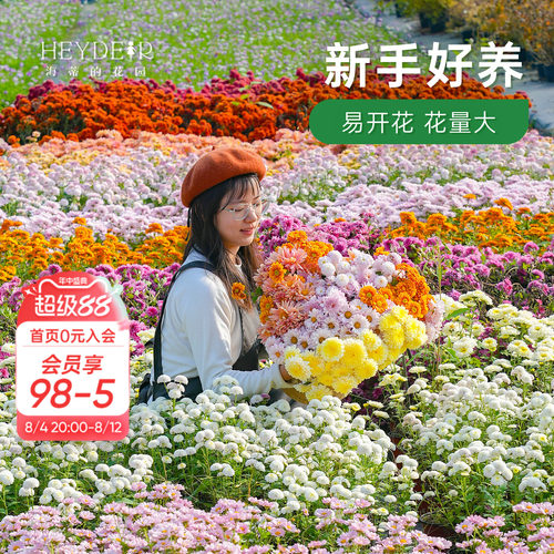 球菊切花菊玛格丽特盆栽花苗