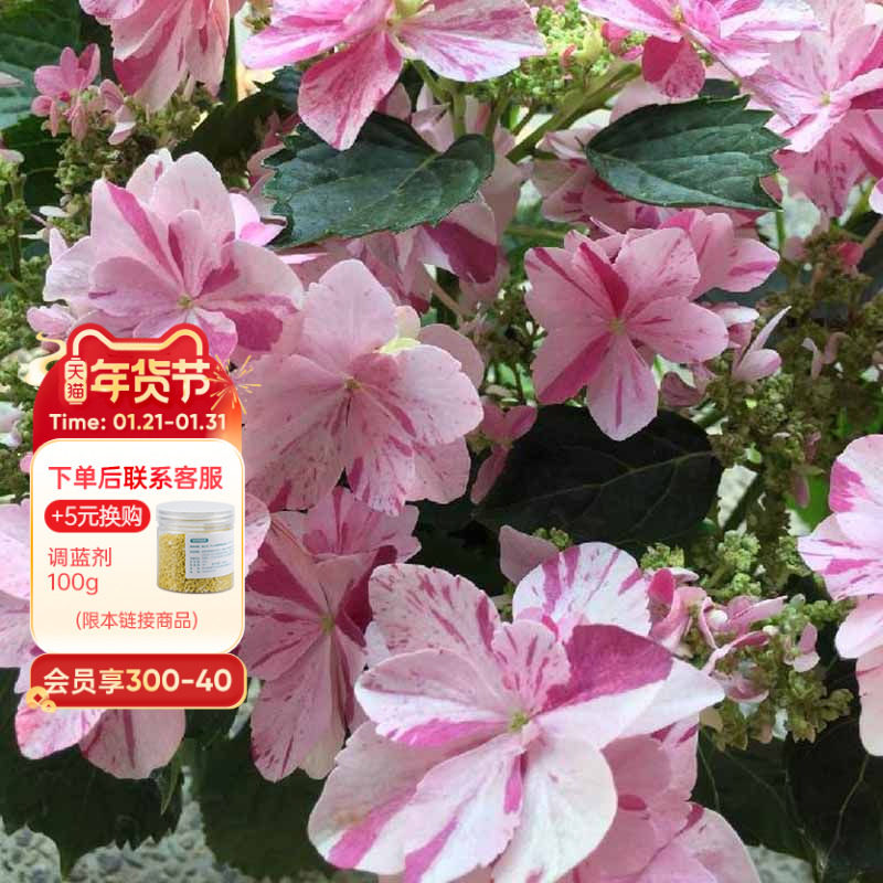 海蒂的花园大花绣球花苗依纯千织阳台庭院好养木本绣球花卉盆栽,鲜花速递/花卉仿真/绿植园艺,绣球/木绣球/木本植物,淘宝优惠券,粉丝福利购,淘宝优惠卷