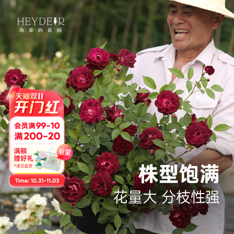 多季节开花月季新手适合栽种