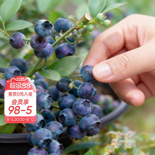 海蒂的花园旗舰店蓝莓树果苗北方可种绿植庭院盆栽蓝莓树果苗阳台