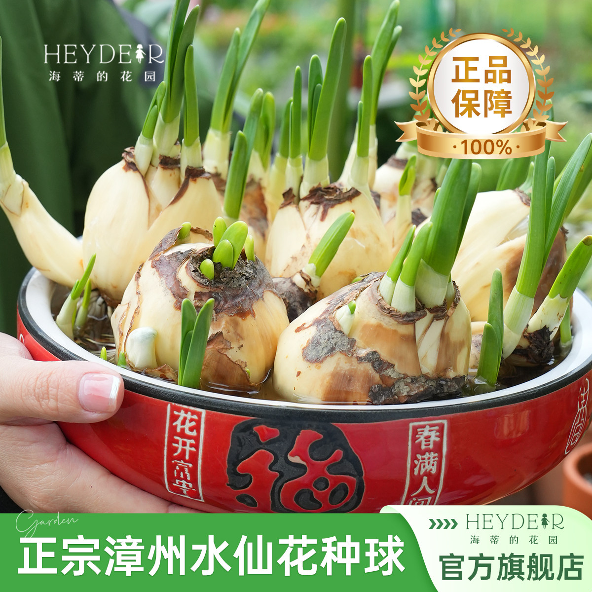 海蒂的花园旗舰店水仙种球漳州中国水仙花室内花卉水培植物年宵花,鲜花速递/花卉仿真/绿植园艺,种球/裸根,淘宝优惠券,粉丝福利购,淘宝优惠卷