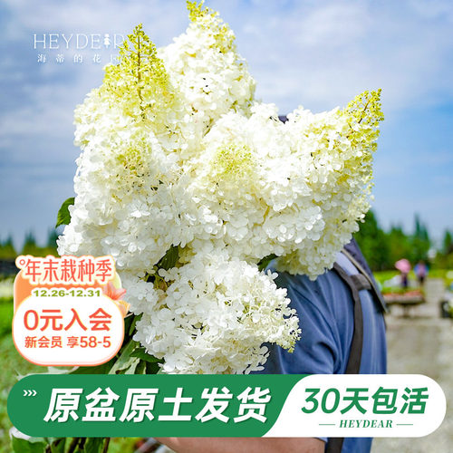 耐寒耐晒绣球北方地区露地过冬