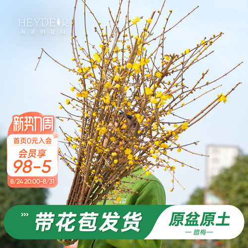 海蒂的花园腊梅花苗易活好养