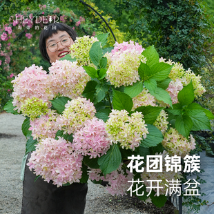 花园旗舰店大花绣球花卉盆栽无尽夏花手鞠阳台庭院开花植物 海蒂