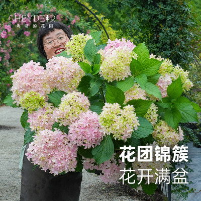 海蒂的花园新品植物营养盆栽