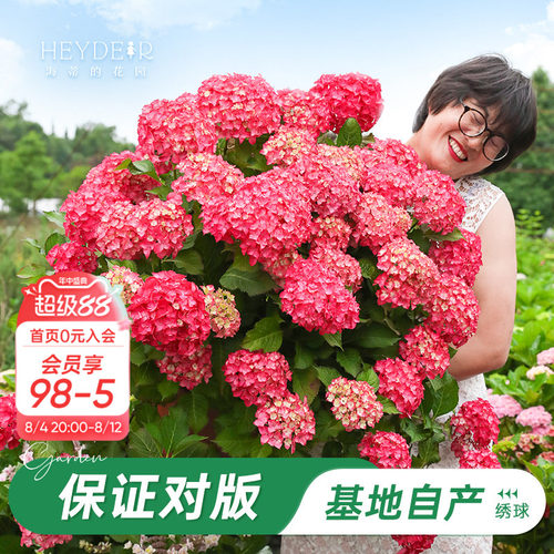 基地自产绣球花苗累计销售58万+