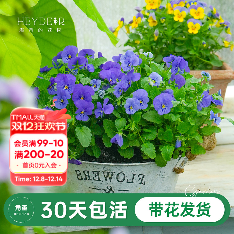 角堇盆栽小苗花期长花量大