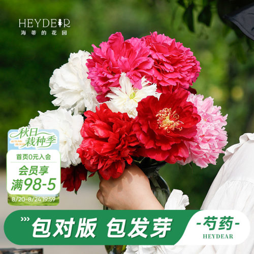 海妈家耐寒多年生芍药花苗