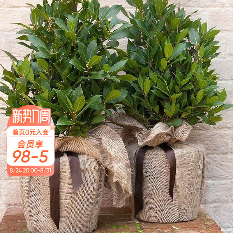 海蒂的花园地中海月桂树苗易活好养香叶香料四季常绿棒棒糖材料