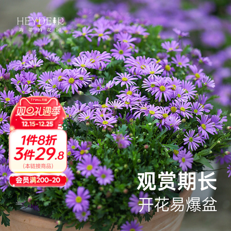 多年生草花可垂吊花期长