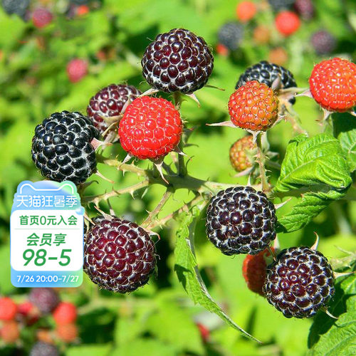 树莓果苗家庭种植可食用