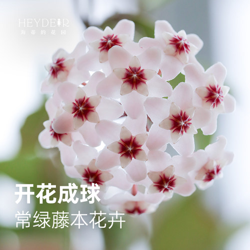 球兰耐阴开花植物花卉