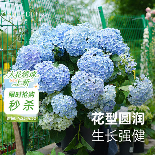 海妈家自产绣球花苗新手易养