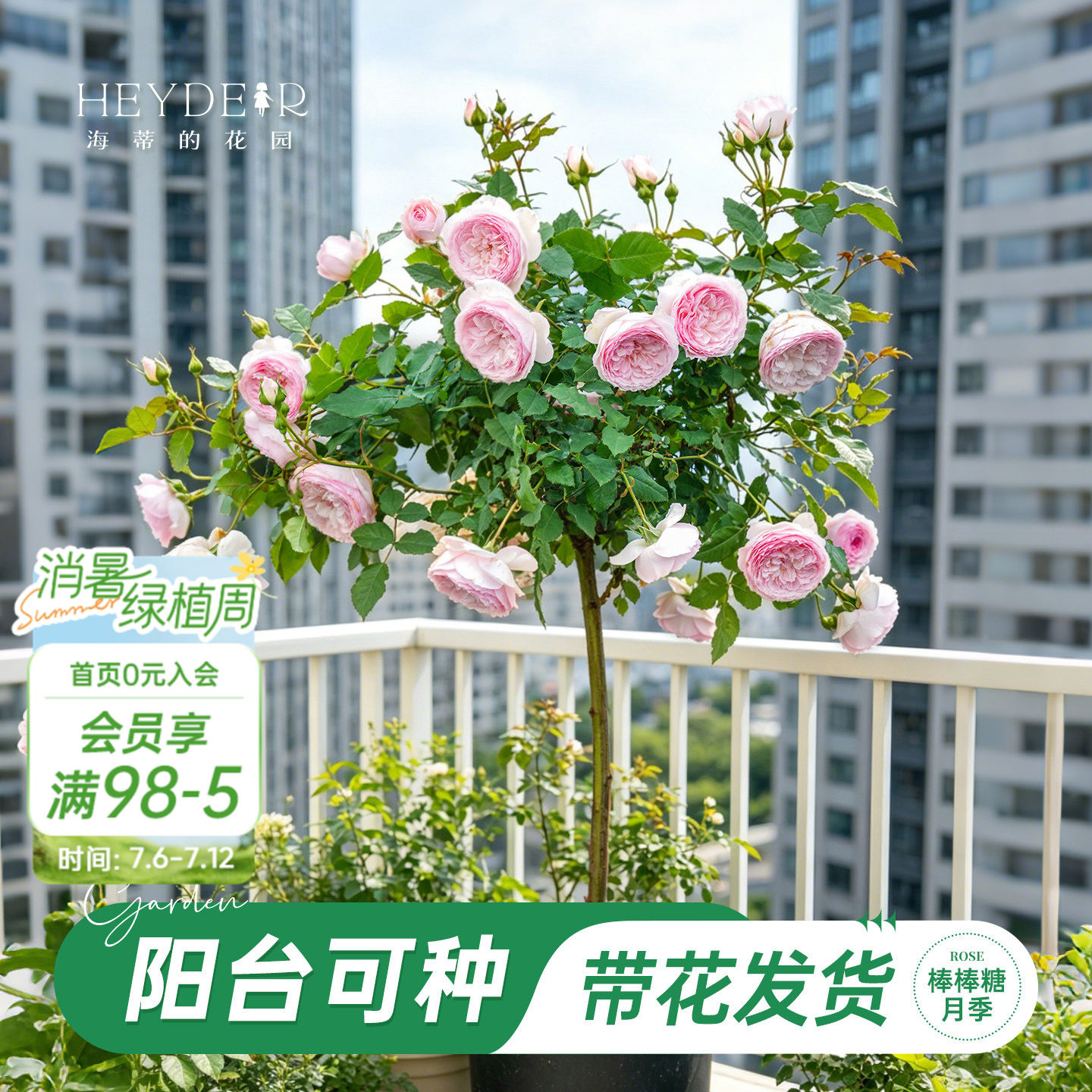 海蒂的花园官方旗舰店棒棒糖月季花苗玫瑰花树苗阳台月季花盆栽