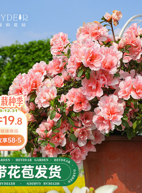 海蒂的花园旗舰店杜鹃花苗多年生灌木阳台庭院耐阴花卉盆栽植物