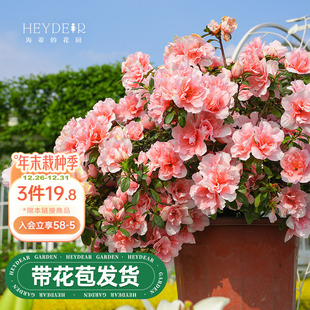 海蒂 花园旗舰店杜鹃花苗多年生灌木阳台庭院耐阴花卉盆栽植物