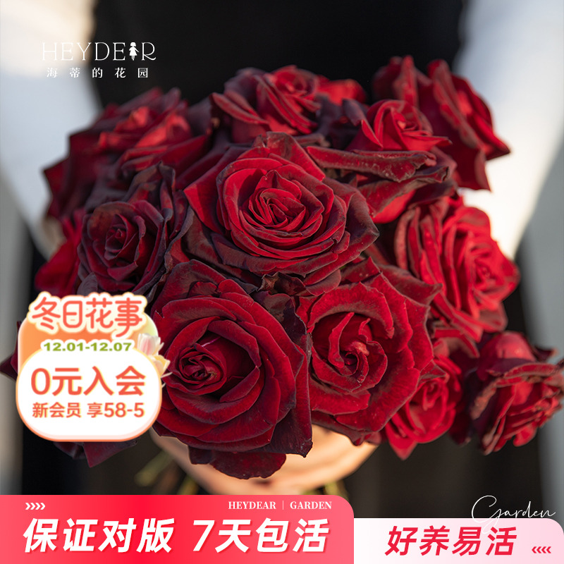 基地自产月季7天包活保证对版