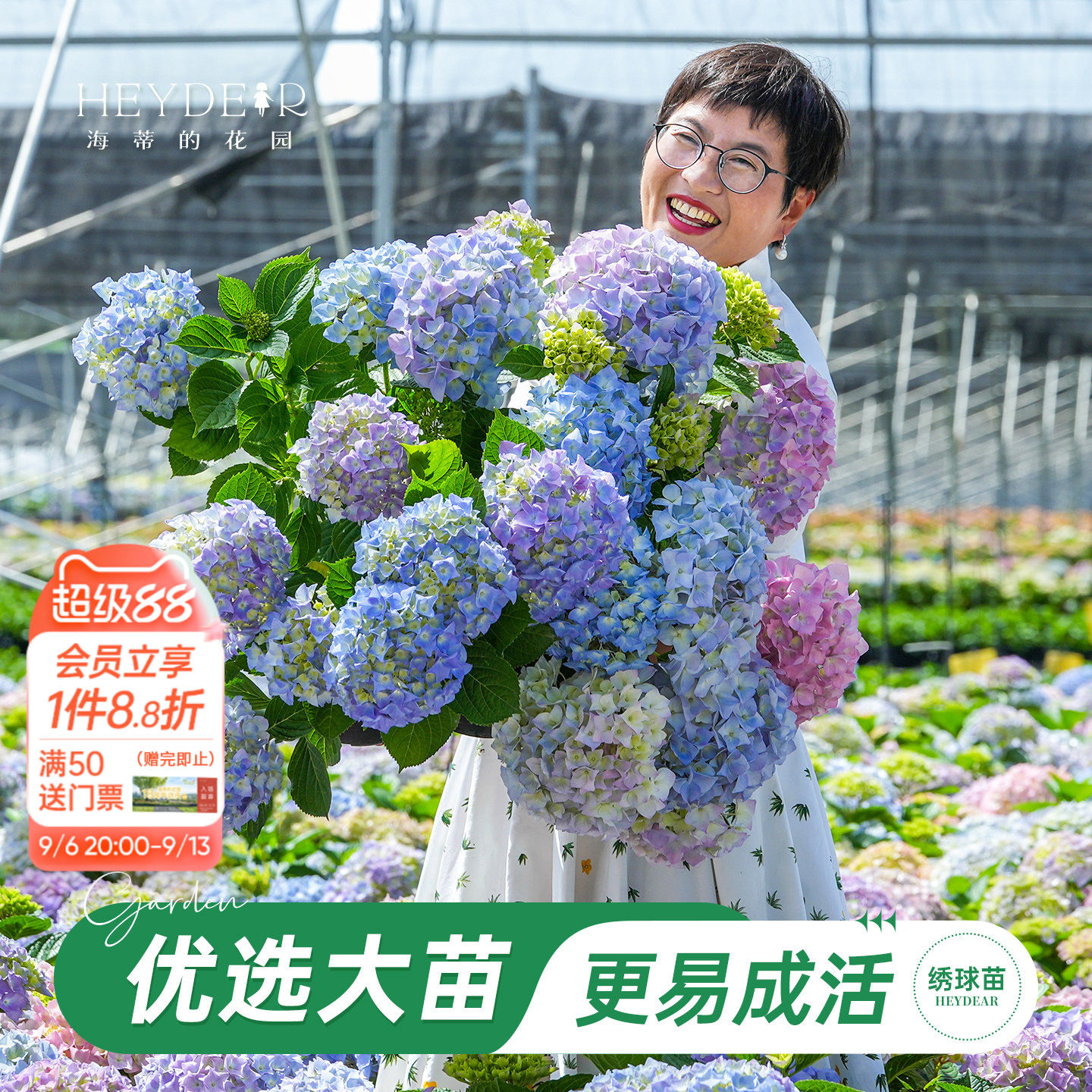 海妈家自产绣球花苗新手易养图片