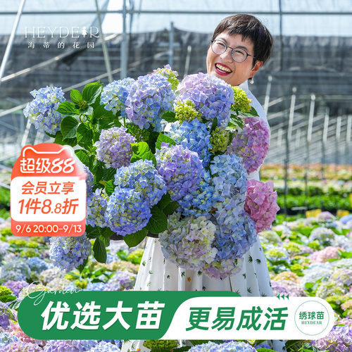 海妈家自产绣球花苗新手易养