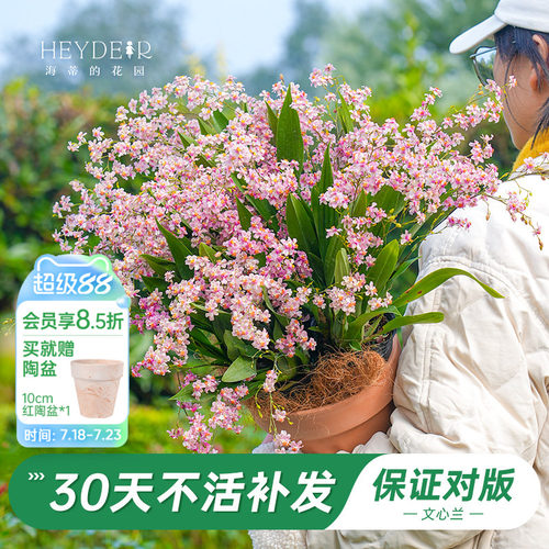 梦香文心兰室内开花香气四溢