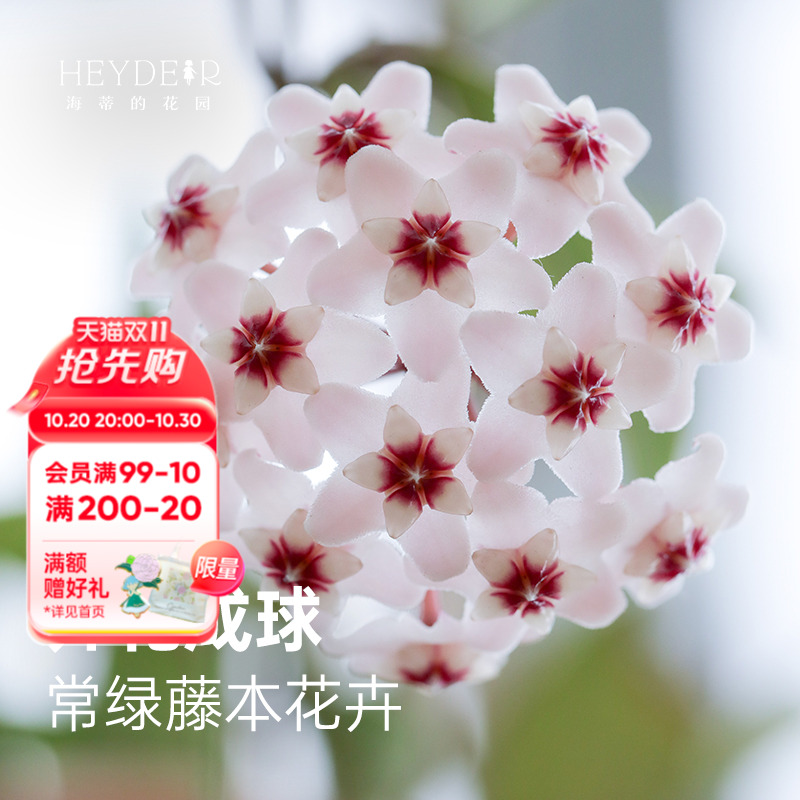 耐阴植物多年生爬藤植物