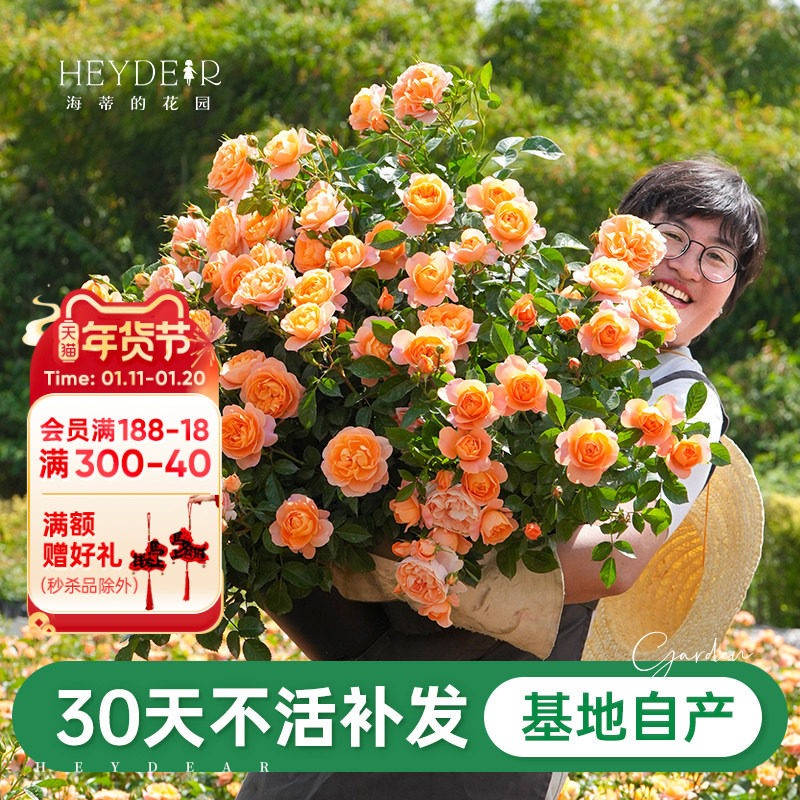海蒂的花园旗舰店果汁阳台月季花卉盆栽阳台庭院开花植物,鲜花速递/花卉仿真/绿植园艺,月季/蔷薇/玫瑰,淘宝优惠券,粉丝福利购,淘宝优惠卷