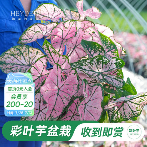 海蒂的花园彩叶芋盆栽苗