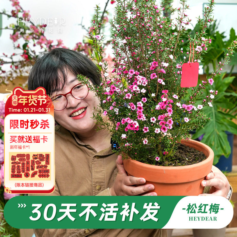 海蒂的花园旗舰店松红梅盆栽花卉苗耐寒冬季阳台庭院开花植物盆栽,鲜花速递/花卉仿真/绿植园艺,时令草本花卉,淘宝优惠券,粉丝福利购,淘宝优惠卷