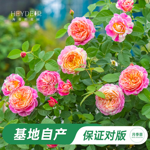 海蒂的花园莫奈四季好养花卉植物