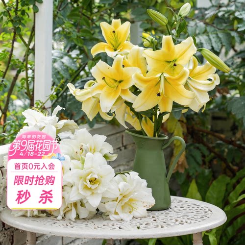 海蒂的花园旗舰店百合种球鲜切花品种全国可种花园阳台花卉球根