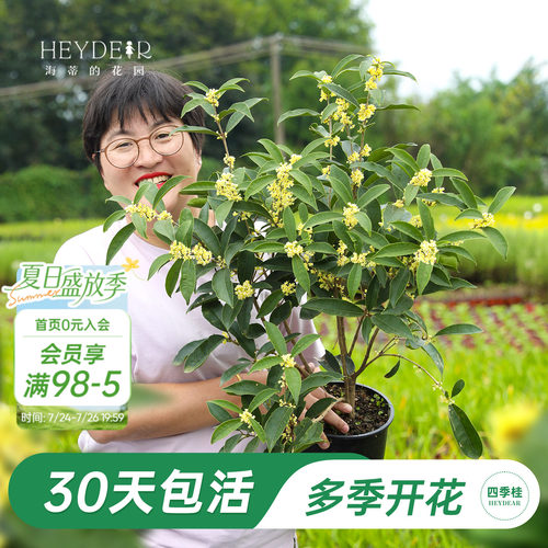 海妈家多季节开花桂花盆栽