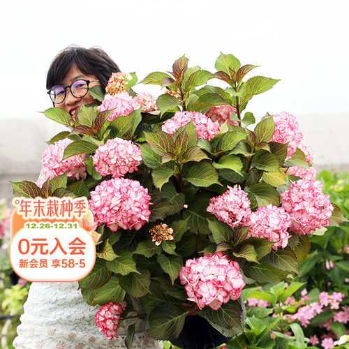 海蒂的花园阳台庭院植物盆栽