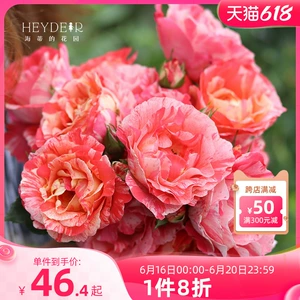 [海蒂的花园旗舰店月季花苗蓝色阴雨粉色龙沙宝石爬藤月季大苗盆栽]