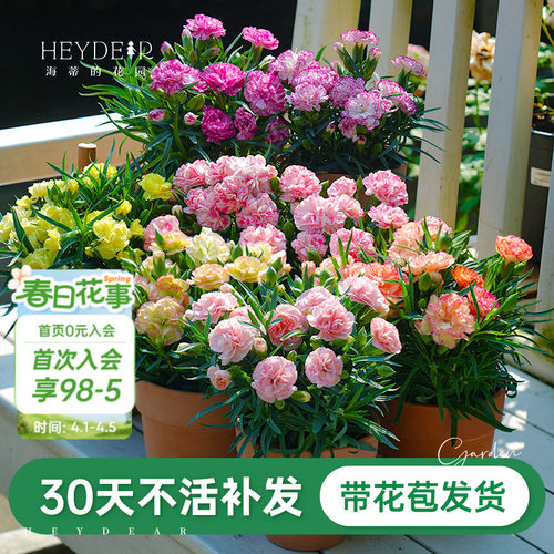 爆花盆栽窗台阳台开花植物