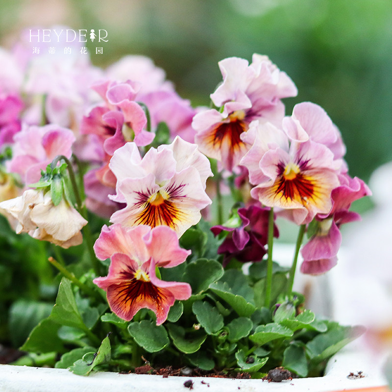海蒂的花园旗舰店角堇花苗带花盆栽庭院阳台花卉绿植冬季开花植物